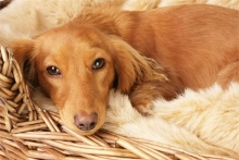 Cum iti dai seama daca o femela este gestanta