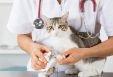 veterinar Romania Sacele Cabinet Veterinar Sacele