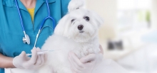 veterinar Romania Sacele Cabinet Veterinar Sacele