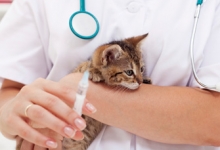 veterinar Romania Buftea Cabinet Veterinar Buftea
