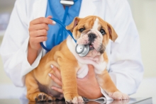 veterinar Romania Corbeanca Cabinet Veterinar Corbeanca