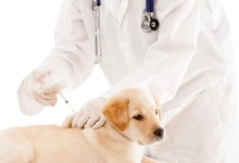 Fotografia 13 — Cabinet Veterinar Otopeni - Dragos Vet