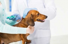 veterinar Romania Branesti Cabinet Veterinar Branesti