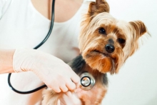 veterinar Romania Balotesti Cabinet Veterinar Balotesti