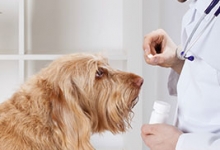 veterinar Romania Balotesti Cabinet Veterinar Balotesti