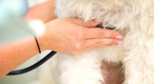 veterinar Romania Deva Cabinet Veterinar Deva