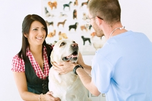 veterinar Romania Hunedoara Cabinet Veterinar Hunedoara