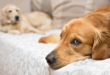 veterinar Romania Otopeni Cabinet Veterinar Otopeni - Dragos Vet