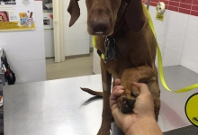 veterinar Romania Bucuresti-Sector 6 Dream Vet - Cabinet Veterinar Ghencea