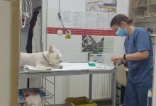 veterinar Romania Bucuresti-Sector 6 Dream Vet - Cabinet Veterinar Ghencea