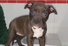 veterinar Romania Bucuresti-Sector 6 Dream Vet - Cabinet Veterinar Ghencea