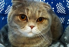 veterinar Romania Bucuresti-Sector 6 Dream Vet - Cabinet Veterinar Ghencea