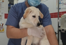 veterinar Romania Bucuresti-Sector 6 Dream Vet - Cabinet Veterinar Ghencea