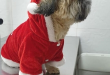 veterinar Romania Bucuresti-Sector 6 Dream Vet - Cabinet Veterinar Ghencea