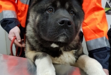 veterinar Romania Bucuresti-Sector 6 Dream Vet - Cabinet Veterinar Ghencea