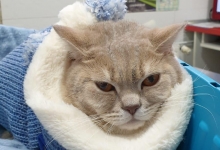 veterinar Romania Bucuresti-Sector 6 Dream Vet - Cabinet Veterinar Ghencea