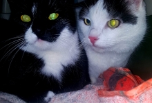 veterinar Romania Bucuresti-Sector 6 Dream Vet - Cabinet Veterinar Ghencea