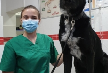 veterinar Romania Bucuresti-Sector 6 Dream Vet - Cabinet Veterinar Ghencea