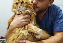 veterinar Romania Bucuresti-Sector 6 Dream Vet - Cabinet Veterinar Ghencea