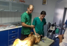 veterinar Romania Buzau Cabinet veterinar HelpVet