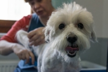 veterinar Romania Buzau Cabinet veterinar HelpVet