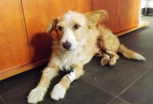 veterinar Romania Bucuresti-Sector 2 VET MEDICAL CONSULTING S.R.L.