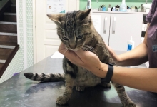 veterinar Romania Bucuresti-Sector 2 VET MEDICAL CONSULTING S.R.L.