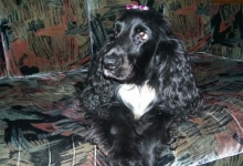 veterinar Romania Bucuresti-Sector 2 VET MEDICAL CONSULTING S.R.L.