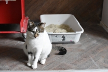 veterinar Romania Bucuresti-Sector 2 VET MEDICAL CONSULTING S.R.L.