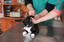 veterinar Romania Bucuresti-Sector 2 VET MEDICAL CONSULTING S.R.L.