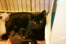 veterinar Romania Bucuresti-Sector 2 VET MEDICAL CONSULTING S.R.L.