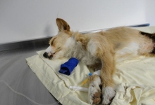 veterinar Romania Bucuresti-Sector 2 VET MEDICAL CONSULTING S.R.L.