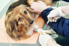 veterinar Romania Mangalia Cabinet Veterinar Mangalia
