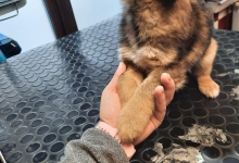 veterinar Romania Pascani Clinica Veterinara DondorVet