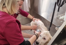 veterinar Romania Pascani Clinica Veterinara DondorVet