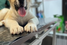 veterinar Romania Pascani Clinica Veterinara DondorVet