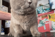 veterinar Romania Pascani Clinica Veterinara DondorVet