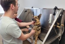 veterinar Romania Pascani Clinica Veterinara DondorVet