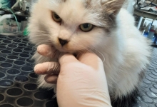 veterinar Romania Pascani Clinica Veterinara DondorVet