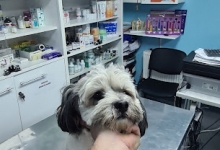 veterinar Romania Otopeni Cabinet Veterinar Otopeni - Dragos Vet