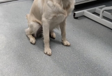 veterinar Romania Otopeni Cabinet Veterinar Otopeni - Dragos Vet