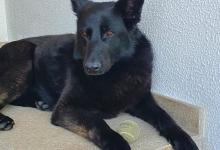 veterinar Romania Otopeni Cabinet Veterinar Otopeni - Dragos Vet