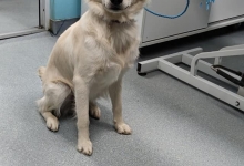 veterinar Romania Otopeni Cabinet Veterinar Otopeni - Dragos Vet