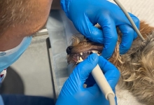 veterinar Romania Otopeni Cabinet Veterinar Otopeni - Dragos Vet