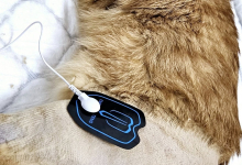 veterinar Romania Bacau Cabinet Veterinar Bacau -  ARENA MEDICAL VET SRL 