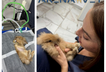 veterinar Romania Bacau Cabinet Veterinar Bacau -  ARENA MEDICAL VET SRL 