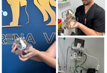 veterinar Romania Bacau Cabinet Veterinar Bacau -  ARENA MEDICAL VET SRL 