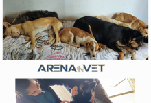 veterinar Romania Bacau Cabinet Veterinar Bacau -  ARENA MEDICAL VET SRL 