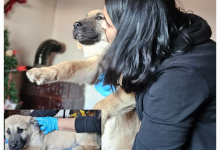 veterinar Romania Bacau Cabinet Veterinar Bacau -  ARENA MEDICAL VET SRL 