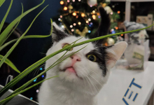 veterinar Romania Bacau Cabinet Veterinar Bacau -  ARENA MEDICAL VET SRL 